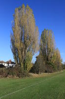 day, England, eye level view, grass, London, park, sunny, The United Kingdom, tree