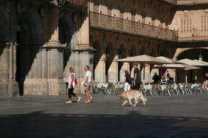 animal, Castilla y Leon, day, dog, eye level view, group, people, plaza, Salamanca, Spain, summer, sunlight, sunny, sunshine