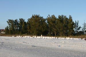 beach, day, eye level view, Florida, grass, Sarasota, sunbed, sunny, sunshine, The United States, tree, winter