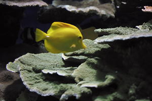 aquarium, artificial lighting, bright, close-up, coral, fish, Monaco, Monte Carlo, Monte-Carlo, museum