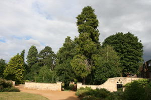 Abingdon, bush, coniferous, day, England, eye level view, garden, natural light, park, shrub, summer, sunny, The United Kingdom, tree, treeline