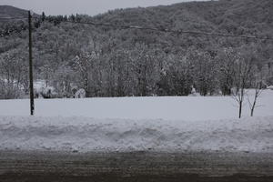 ambient light, day, diffuse, diffused light, eye level view, Italia , morning, mountain, natural light, overcast, snow, tree, Veneto, winter