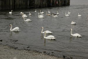 ambient light, boat, cloudy, day, diffuse, diffused light, eye level view, lake, noon, overcast, park, Scotland, shore, spring, swan, The United Kingdom