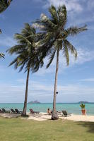 beach, day, eye level view, Ko Phi Phi Don, Krabi, natural light, palm, potted plant, sunbed, sunny, Thailand, tree, vegetation