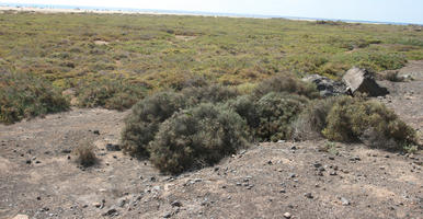 autumn, Canarias, day, eye level view, Las Palmas, shrubbery, shrubland, Spain, sunny