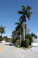 bush, day, evergreen, eye level view, Florida, Miami, palm, royal palm, Roystonea regia, shrub, street, summer, sunny, The United States