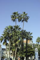 below, Cannes, day, eye level view, France, palm, Provence Alpes Cote D