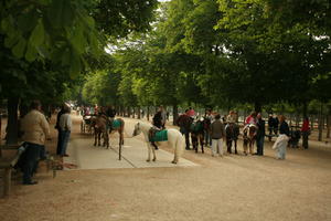 animal, child, day, donkey, eye level view, France, Ile-De-France, Paris, park, people, spring, standing, summer, sunny, tree, vegetation