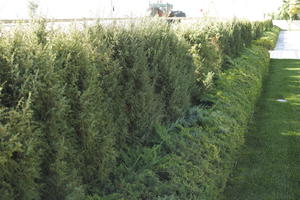 autumn, bush, day, direct sunlight, eye level view, garden, greenery, morning, plant, shrub, sunlight, sunny, vegetation