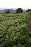 day, elevated, fern, field, natural light, summer, The United Kingdom, vegetation, Wales