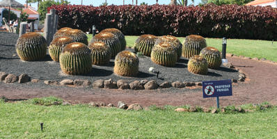 cactus, Canarias, day, eye level view, garden, Las Palmas, Spain, summer, sunny, tropical