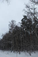 eye level view, forest, overcast, Poland, snow, tree, Wielkopolskie, winter, Wolsztyn