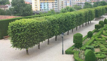 bush, Castres, day, elevated, France, garden, hedge, Midi-Pyrenees, natural light, park, summer, tree