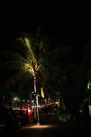 artificial lighting, eye level view, Florida, Miami, night, palm, street, The United States, tropical, vegetation, winter