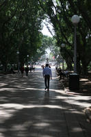 Australia, day, eye level view, New South Wales, park, path, summer, Sydney, tree, vegetation