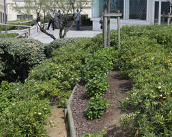 Aquitaine, Biarritz, bush, day, elevated, France, garden, plant, spring, sunlight, sunny, sunshine