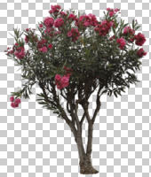 afternoon, ambient light, autumn, blossom, cloudy, cutout, cutout plants, day, diffuse, diffused light, evergreen, eye level view, flower, flowered bush, flowering, Nerium oleander, oleander, overcast, shrub