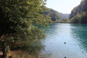 animal, Croatia, day, ducks, eye level view, Karlovacka, lake, tree, vegetation