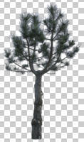 afternoon, Aleppo pine, ambient light, cloudy, coniferous, cutout, cutout plants, dark, day, diffuse, diffused light, evergreen, eye level view, natural light, overcast, pine, Pinus halepensis, spring, tree