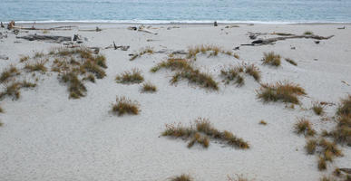 beach, day, diffuse, diffused light, elevated, grass, natural light, New Zealand, overcast, plant, sand dune, summer, West Coast