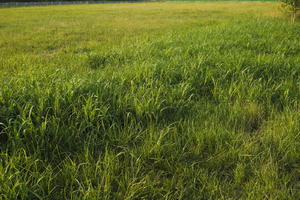 afternoon, day, eye level view, grass, grassland, Italia , summer, sunny