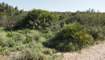 bright, bush, day, Denia, eye level view, shrub, shrubland, Spain, spring, sunny, Valenciana