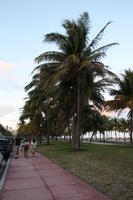 day, dusk, eye level view, Florida, grass, group, Miami, palm, park, pavement, people, The United States, tropical, vegetation, walking