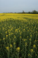 ambient light, Brassica napus, day, England, eye level view, field, flower, flower field, open space, rapeseed, spring, The United Kingdom, vegetation