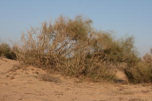 autumn, bush, day, desert, direct sunlight, Essaouira, eye level view, Morocco, natural light, sunlight, sunny, sunshine, vegetation