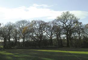 autumn, broad-leaf tree, broad-leaved tree, day, deciduous, England, eye level view, grass, London, park, sunny, The United Kingdom, tree, treeline