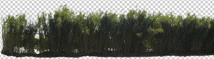 cutout, cutout plants, day, eye level view, long grass, reed, vegetation