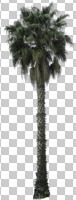 cutout, cutout trees, day, eye level view, natural light, palm, summer, Washingtonia filifera