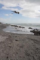 beach, bird, day, eye level view, Florida, seagull, seascape, shore, The United States, winter