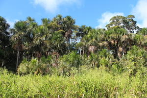 day, eye level view, looking up, Madre de Dios, palm, Peru, river, shrub, summer, sunny, treeline, Washingtonia filifera