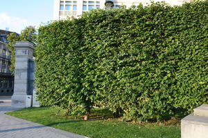 Belgium, Brussels, dusk, eye level view, hedge, summer, vegetation