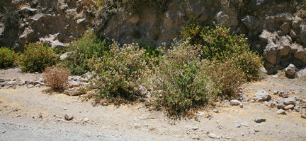 Arequipa, Arequipa, autumn, bush, day, eye level view, mountain, natural light, Peru, sunny, vegetation