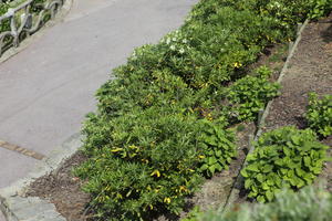 Aquitaine, Biarritz, bush, day, elevated, France, garden, plant, spring, sunlight, sunny, sunshine