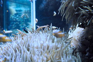 aquarium, artificial lighting, backlit, close-up, fishtank, Monaco, Monte Carlo, Monte-Carlo, museum, seaweed