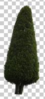 coniferous, cutout, cutout trees, cypress, day, diffuse, diffused light, evergreen, eye level view, manicured trees, summer