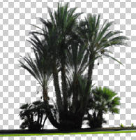 afternoon, cutout, cutout plants, cutout trees, day, direct sunlight, dwarf date palm, evergreen, eye level view, miniature date palm, palm, Phoenix roebelinii, pygmy date palm, summer, sunny, tree