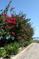 Canarias, day, direct sunlight, eye level view, flowered bush, Las Palmas, Spain, spring, sunny