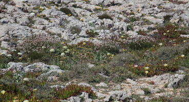 close-up, day, eye level view, Faro, Faro, flower, greenery, ground, open space, path, Portugal, rock, rockery, rocks, shrub, summer, sunlight, sunny, vegetation