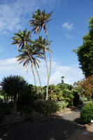 Australia, day, eye level view, natural light, New South Wales, palm, park, plant, summer, sunlight, sunny, sunshine, Sydney