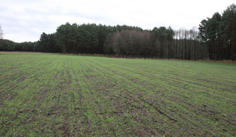 day, eye level view, field, forest, overcast, Poland, vegetation, Wielkopolskie, winter, Wolsztyn