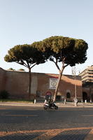 coniferous, day, dusk, eye level view, Italia , Lazio, parasol pine, pine, Rome, street, summer, sunny, tree