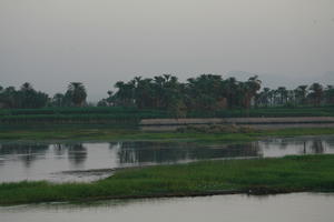 day, dusk, East Timor, Egypt, Egypt, eye level view, grass, palm, river, river Nile, tree, vegetation