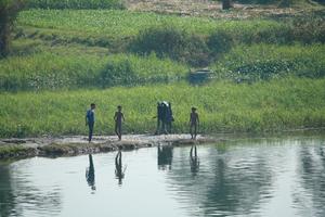 child, cow, day, East Timor, Egypt, Egypt, eye level view, middleastern, natural light, reed, river, river Nile, standing, vegetation