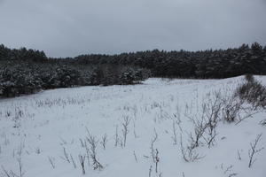 eye level view, forest, overcast, Poland, snow, tree, Wielkopolskie, winter, Wolsztyn