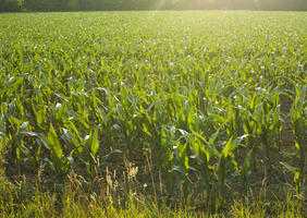 afternoon, crop, day, eye level view, field, Italia , summer, sunny