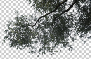 below, branch, broad-leaf tree, broad-leaved tree, cutout, cutout trees, day, diffuse, diffused light, summer